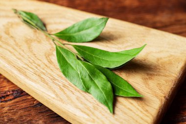 Bay bir dalda ayrılıyor. Makro. Hafif ahşap arkaplan.