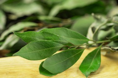 Bay bir dalda ayrılıyor. Makro. Hafif ahşap arkaplan.