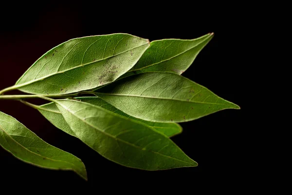 Bay Leaves Branch Close Black Background — Stock Photo, Image