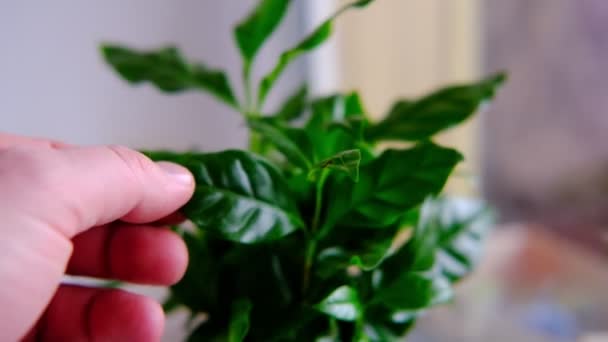 Καφενείο Αράμπιτσα Χέρι Αγγίζει Πράσινα Φύλλα Του Φυτού Διαμόρφωση Της — Αρχείο Βίντεο