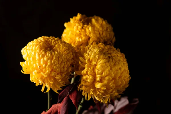 Chrysanthème Jaune Sur Fond Noir Gros Plan — Photo