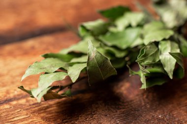 Green Bay yaprakları dalı. Kırsal ahşap arka plan. Yemek arkaplanı. Mutfak Baharatı.