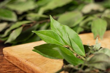 Bay bir dalda ayrılıyor. Makro. Hafif ahşap arkaplan.