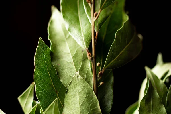 Bay Leaves Branch Close Black Background — Stock Photo, Image