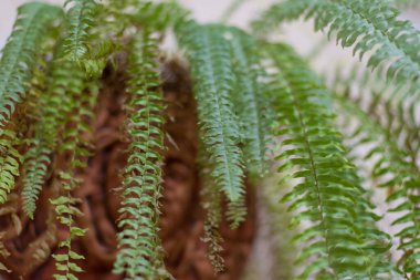 Eğreltiotunun yeşil yaprakları.