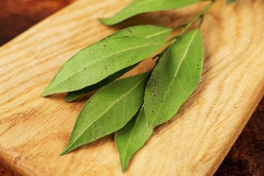 Bay bir dalda ayrılıyor. Makro. Hafif ahşap arkaplan.