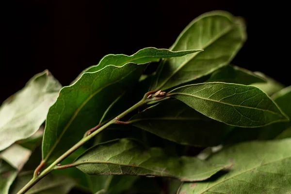 Bay Leaves Branch Close Black Background — Stock Photo, Image