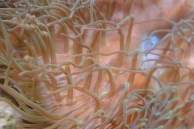 Yaşayan okyanus mercanları. Su altı deniz yaşamı.