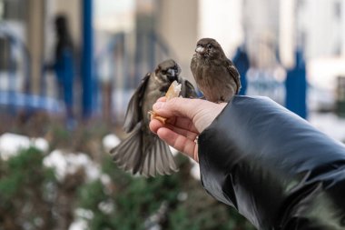 Serçeler bir adamın elinden yemek alır. Bakmak, kuşları beslemek..