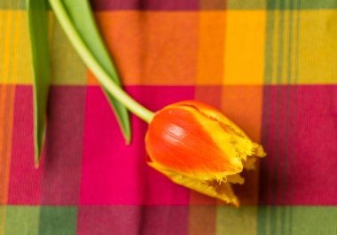 Burgonya arkaplanındaki lale.