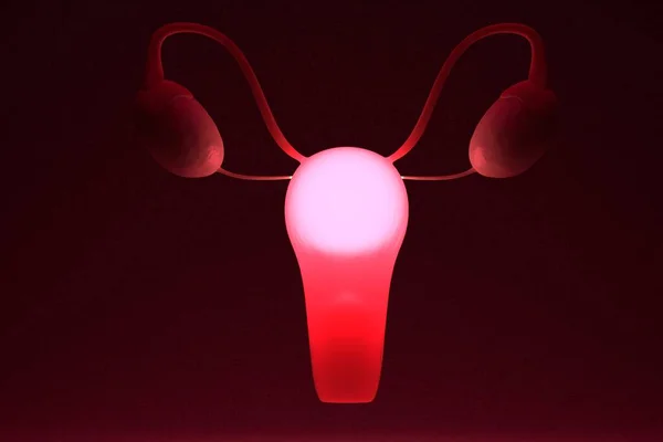 Internal Genital Female Organs Light Uterus Ovaries Menstruation Menopause Concept — Fotografia de Stock