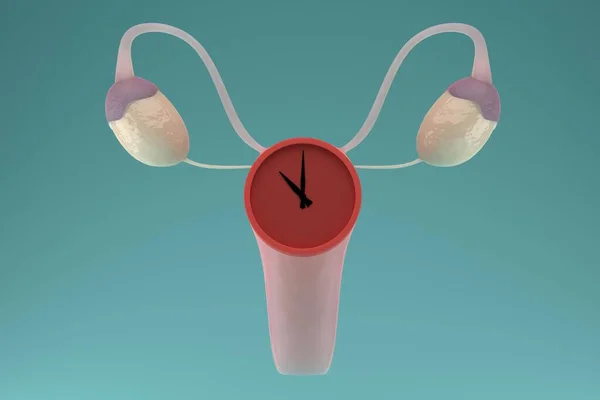 更年期的概念 子宫上有时钟的内生殖器女性器官 3D渲染 — 图库照片