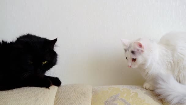 Black White Cats Sitting Sofa Pets — Vídeos de Stock