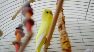 Kafesteki sarı bir muhabbet kuşu mısır gevreği çubuklarını kemiriyor. Sağlıklı papağan yemeği..
