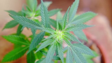 Genç bir marihuana çalısı rüzgarda sallanmaz. Genç marihuana bitkisi, esrar. Tomurcukları tomurcuklanmaya başlayan yapraklar. tıbbi esrar.