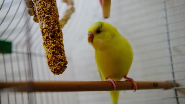 Egy Sárga Budgerigar Egy Ketrecben Zabpelyhet Rágcsál Egészséges Papagájtáp — Stock videók