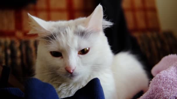 白い猫は眠い目をしている 眠そうな家畜 — ストック動画