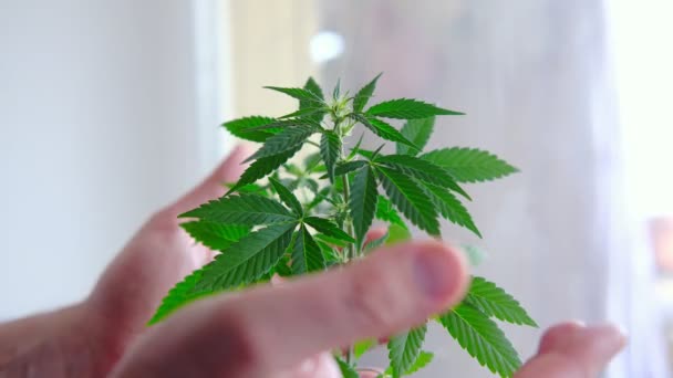 Cultivando Marihuana Las Palmas Masculinas Abrazan Cannabis Joven — Vídeo de stock