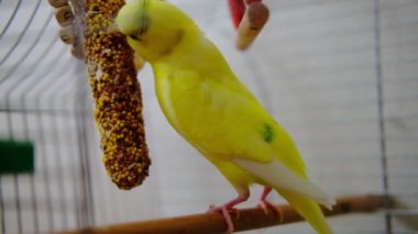 Kafesteki sarı bir muhabbet kuşu mısır gevreği çubuklarını kemiriyor. Sağlıklı papağan yemeği..