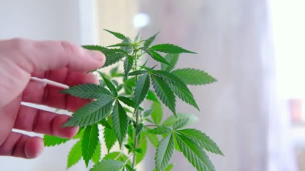 Marihuana Kweken Hand Van Een Man Raakt Bladeren Van Een — Stockvideo