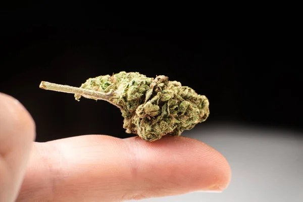 Marihuana Kwiat Pączek Makro Zbliżenie Palec Czarnym Tle — Zdjęcie stockowe