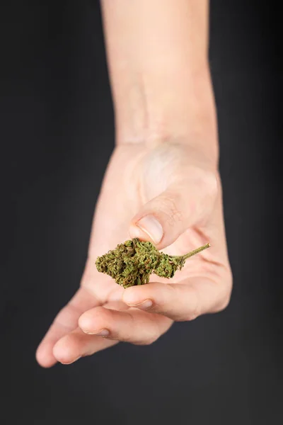 Une Main Féminine Tient Bourgeon Marijuana Cannabis Sur Fond Noir — Photo