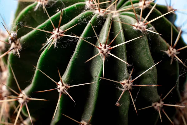 Cactus Naalden Dicht Bloemen Achtergrond — Stockfoto