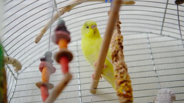 Ένας Κίτρινος Παπαγάλος Ένα Κλουβί Μασουλάει Δημητριακά Υγιεινή Τροφή Παπαγάλων — Αρχείο Βίντεο