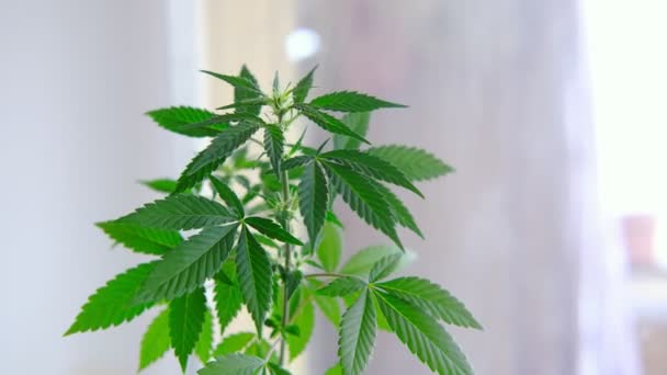 Arbusto Marihuana Joven Balancea Viento Planta Marihuana Joven Cannabis Hojas — Vídeos de Stock