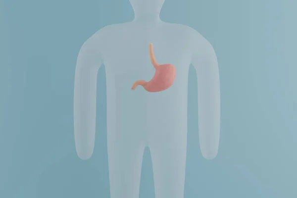 Stomach on the body of a human figure. Problems of the stomach, digestion. 3d render