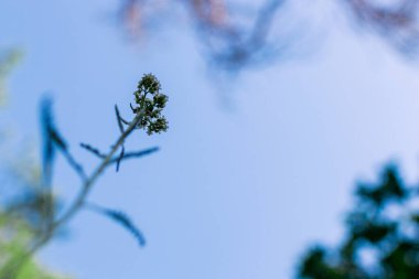 Mavi gökyüzü arka planında bir kiriş. Yuvarlak bir çiçek bitkisi..
