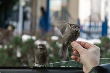 Serçeler arabada oturur ve yemek için yalvarırlar. Kadın onları elleriyle besliyor..