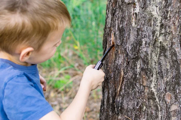 Мальчик Ножом Лесу Рубит Дерево Опасная Игра Отдых Открытом Воздухе — стоковое фото