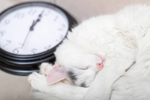 Procrastinación Concepto Gestión Del Tiempo Gato Dormido Fondo Del Reloj — Foto de Stock