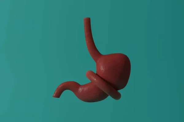 Концепція Дієти Обмеження Харчування Затиснутий Шлунок Анатомія Людини Візуалізація — стокове фото
