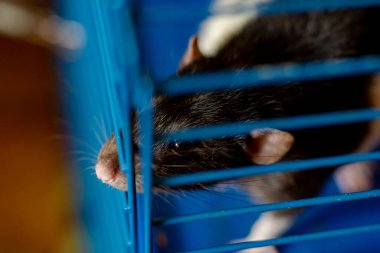 Kafesteki siyah evcil fare. Terbiye, fare besleme.