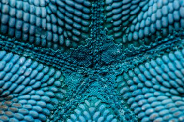 Turkuaz deniz yıldızı dokusu yakın çekim. Deniz arkaplanı.