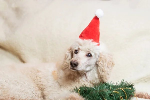 Yeni Yıl Noel Yeni Yıl Şapkalı Bir Köpek Kanepede Noel — Stok fotoğraf