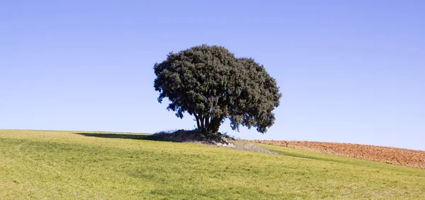 Terre de céréales avec un arbre — Photo