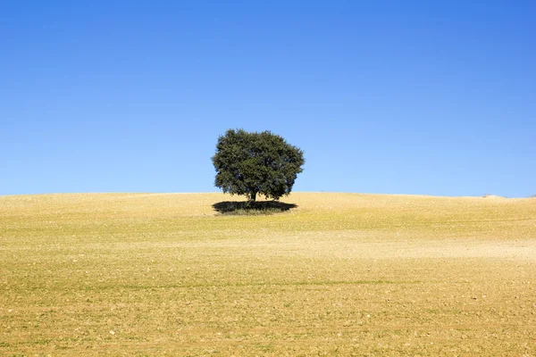 Land of cereal with a tree — Stock Photo, Image