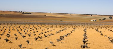 üzüm bağları castilla la mancha, İspanya.