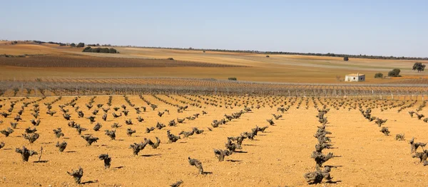 Vingårdar i castilla la mancha, Spanien. — Stockfoto