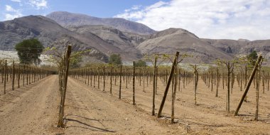 Üzüm yetiştiriciliği, Şili