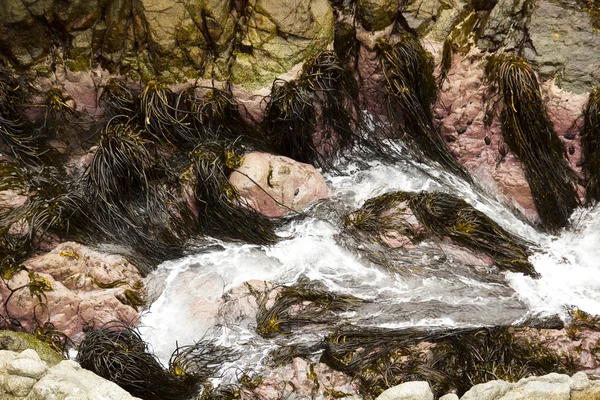 Natuurlijke algen — Stockfoto