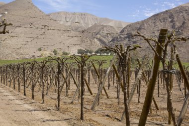 Vineyard cultivation clipart