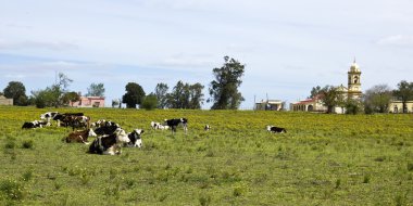 Uruguay'da istirahat inek sürüsü.