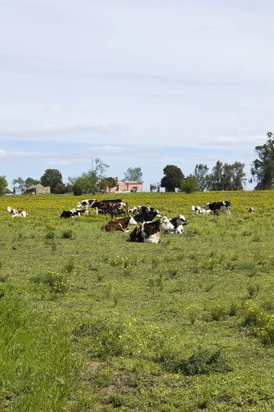 Herd of cows resting in Uruguay. — Stock Photo, Image