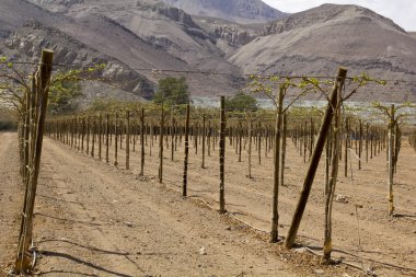 Farmland of vineyard northern desert of Chile clipart