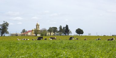 Uruguay'da istirahat inek sürüsü.