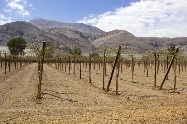 Farmland of vineyard — Stock Photo, Image